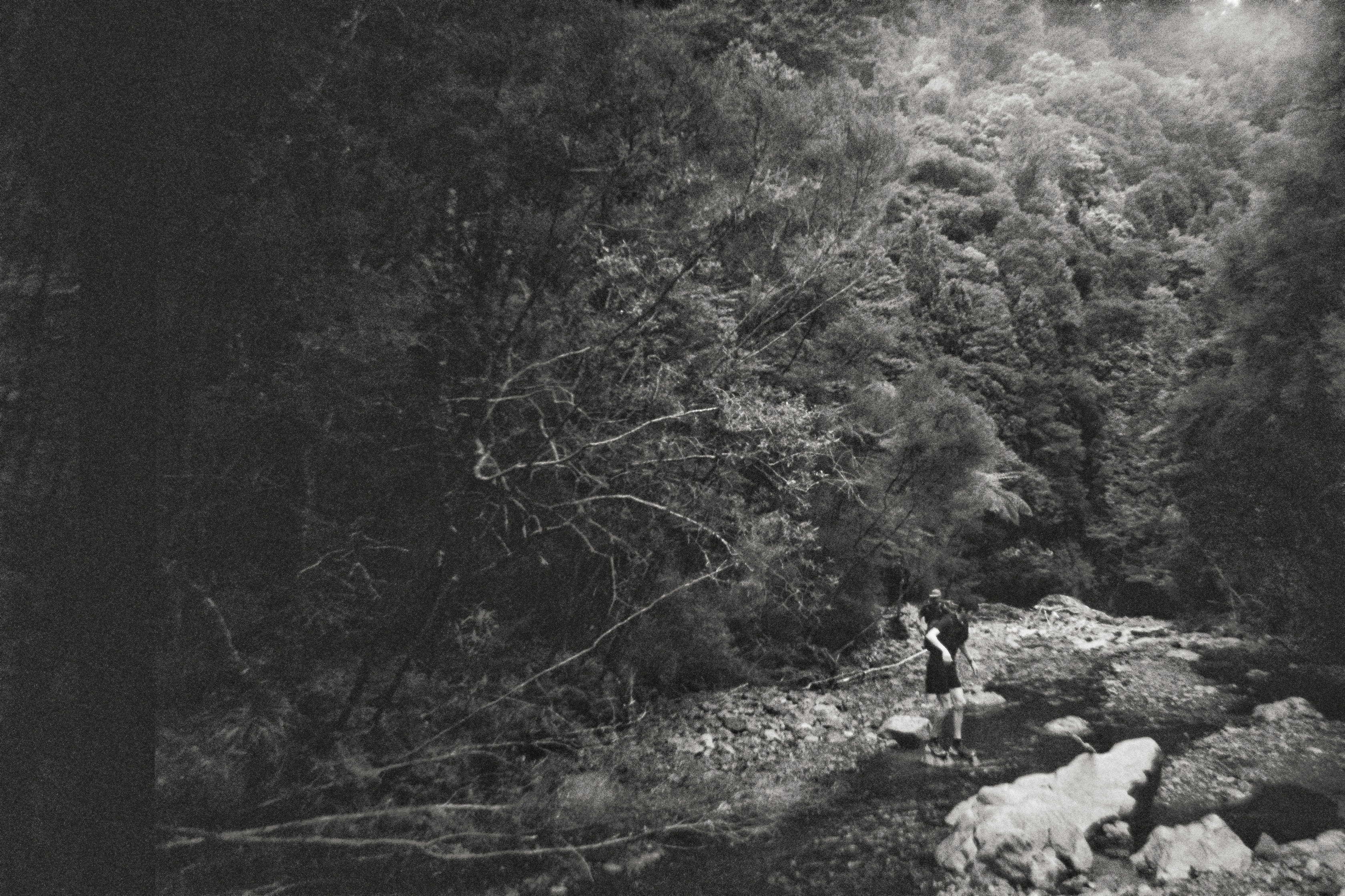 Aorangi Forest
